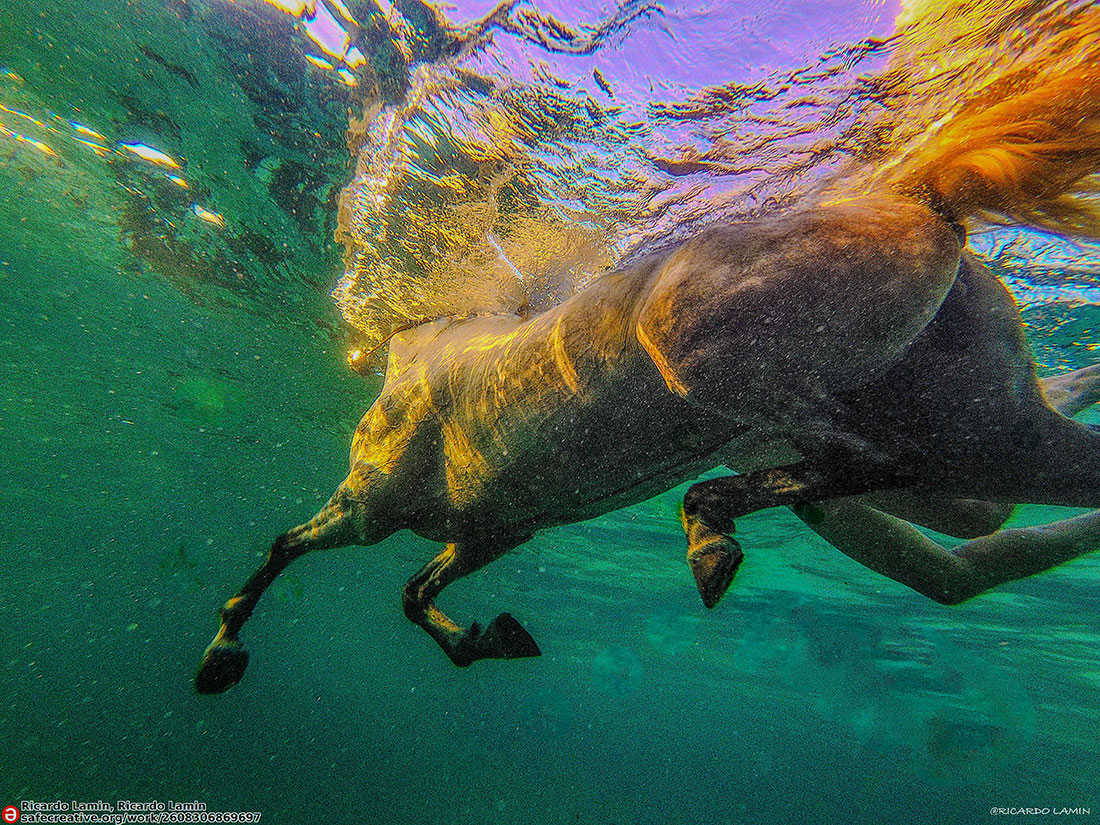 De la Capilla Sixtina al fondo del mar: La poesía subacuática de los caballos alados